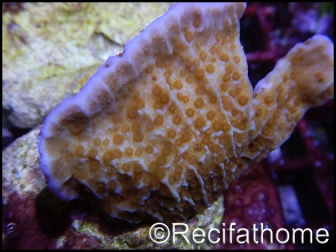 Montipora plateau orange pousse rose-violette