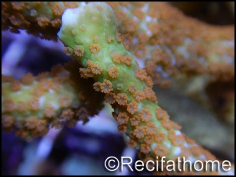 Montipora Fireforest rouge squelette vert métal Taille m