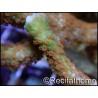 Montipora Fireforest rouge squelette vert métal Taille m