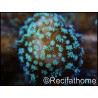 Stylophora pistillata vert fluo M