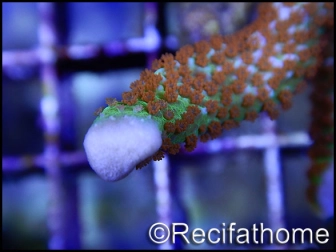 Montipora Fireforest rouge squelette vert métal Taille S