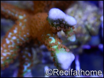 Montipora Fireforest rouge squelette vert métal Taille S