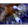 Montipora Fireforest rouge squelette vert métal Taille S