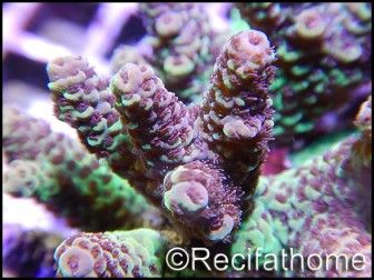 Acropora millepora bi-color M