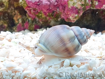 Reef snail