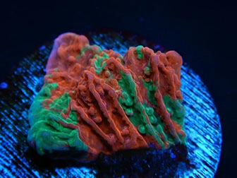 Hard SPS Corals