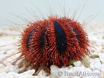 Sea urchin