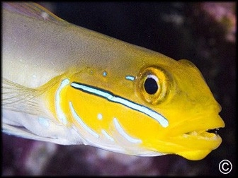 Poissons Gobies