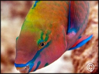 Parrotfish