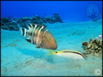 Peces Dorados