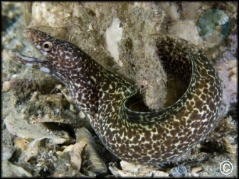 Moray Eels