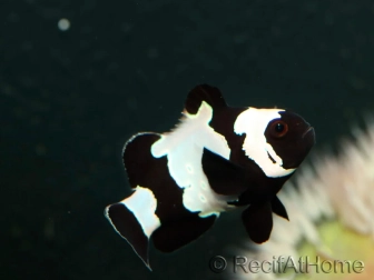 Clownfish