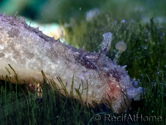 Nudibranquio