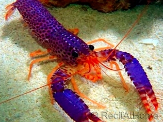 Homard