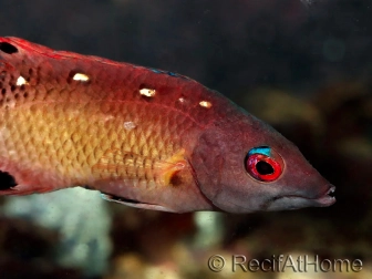 Wrasse Fish