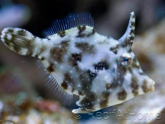 Filefish