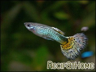 Freshwater aquarium fish