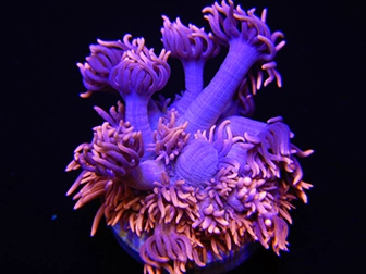 LPS hard corals