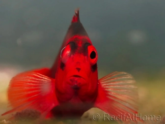 Poissons Faucons