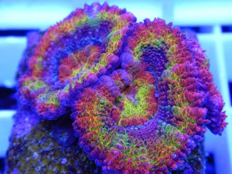 Acanthastrea