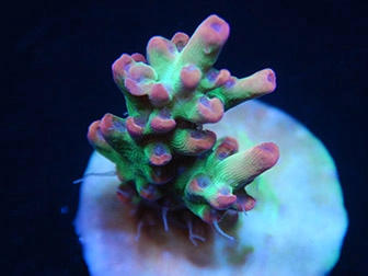 Acropora