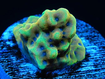 Montipora