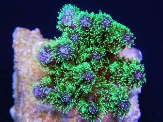 Pocillopora