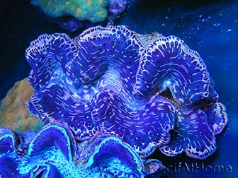 Giant clams