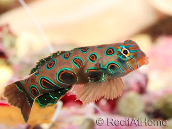 Mandarin Fish