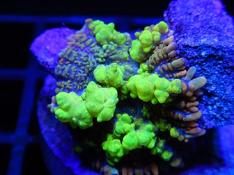 WYSIWYG soft corals