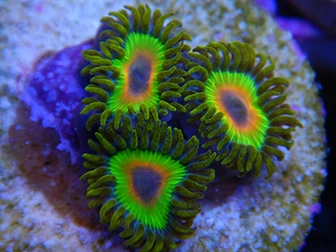 Zoanthus ultra (Zoanthidés) élevage Recifathome