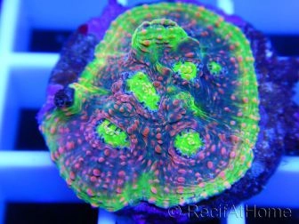 ULTRA select corals