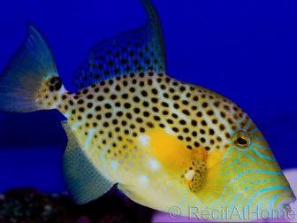 Triggerfish