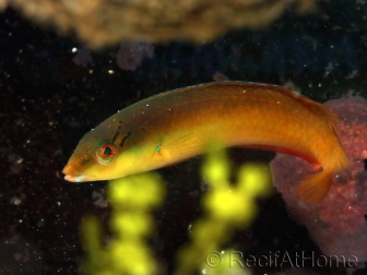 Rainbow Wrasses (or Wrasses)