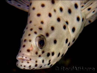 Grouper Fish