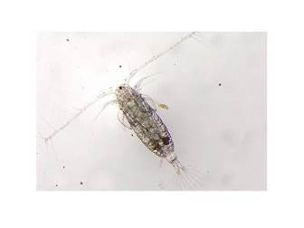 Phyto- und Zooplankton Aquakultur RAH