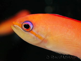 Anthias-Fische