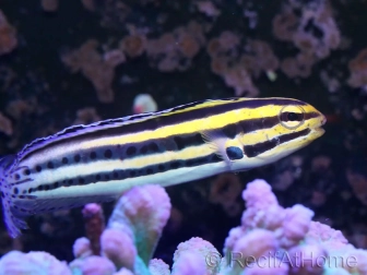 Blenny Fish