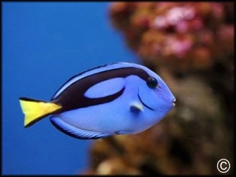 Peces de agua salada